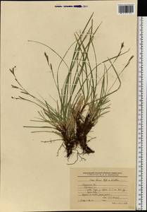 Carex pediformis C.A.Mey., Eastern Europe, Central region (E4) (Russia)