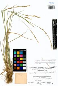 Elymus fibrosus (Schrenk) Tzvelev, Siberia, Baikal & Transbaikal region (S4) (Russia)