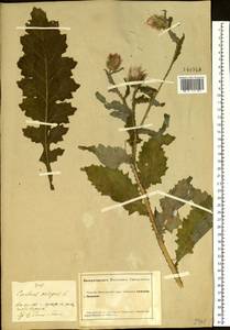 Carduus crispus L., Siberia, Altai & Sayany Mountains (S2) (Russia)
