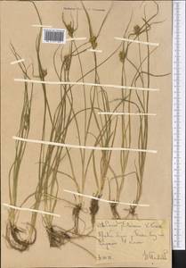 Carex oederi var. oederi, Middle Asia, Western Tian Shan & Karatau (M3) (Uzbekistan)