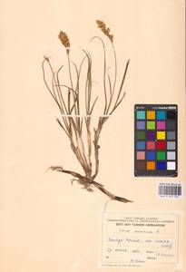 Carex arenaria L., Eastern Europe, Estonia (E2c) (Estonia)