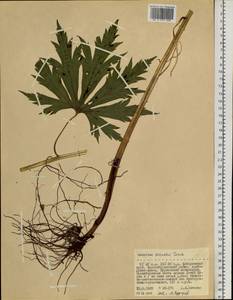 Aconitum sczukinii Turcz., Siberia, Russian Far East (S6) (Russia)