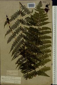 Athyrium filix-femina (L.) Roth, Eastern Europe, Central forest-and-steppe region (E6) (Russia)