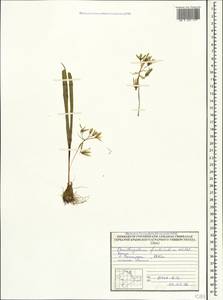Ornithogalum fimbriatum Willd., Crimea (KRYM) (Russia)