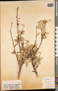 Cotoneaster, Middle Asia, Western Tian Shan & Karatau (M3) (Kazakhstan)