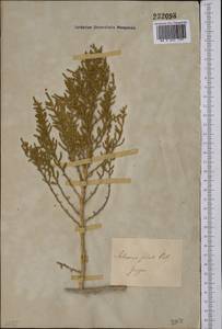 Salicornia europaea L., Middle Asia, Caspian Ustyurt & Northern Aralia (M8) (Kazakhstan)