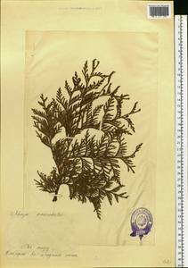 Platycladus orientalis (L.) Franco, Eastern Europe, Estonia (E2c) (Estonia)