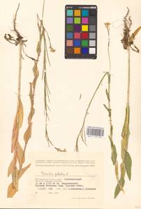 Turritis glabra L., Eastern Europe, Lower Volga region (E9) (Russia)