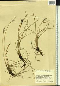 Carex eleusinoides Turcz. ex Kunth, Siberia, Russian Far East (S6) (Russia)