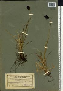 Carex caucasica subsp. caucasica, Siberia, Altai & Sayany Mountains (S2) (Russia)