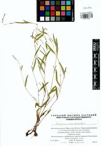 Persicaria minor (Huds.) Opiz, Siberia, Baikal & Transbaikal region (S4) (Russia)
