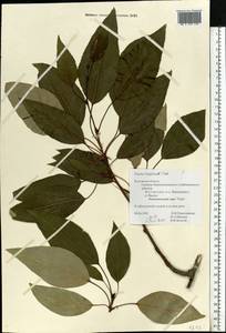 Populus trichocarpa Torr. & A. Gray ex Hook., Eastern Europe, Central region (E4) (Russia)