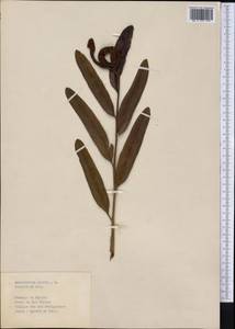 Acrostichum aureum L., America (AMER) (Cuba)