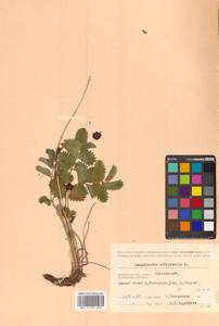 Sanguisorba officinalis L., Siberia, Chukotka & Kamchatka (S7) (Russia)
