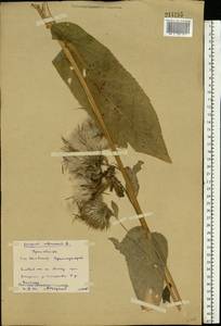 Cirsium oleraceum (L.) Scop., Eastern Europe, Eastern region (E10) (Russia)