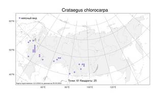 Crataegus chlorocarpa Lenné & K. Koch, Atlas of the Russian Flora (FLORUS) (Russia)