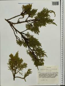 Juniperus pseudosabina Fisch. & C.A.Mey., Siberia, Altai & Sayany Mountains (S2) (Russia)