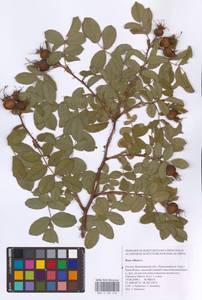 Rosa villosa L., Eastern Europe, Central forest-and-steppe region (E6) (Russia)