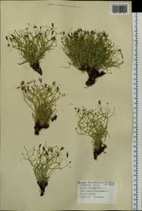 Crepidiastrum tenuifolium (Willd.) Sennikov, Siberia, Altai & Sayany Mountains (S2) (Russia)