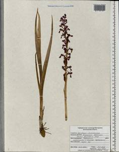 Anacamptis palustris (Jacq.) R.M.Bateman, Pridgeon & M.W.Chase, Eastern Europe, Central forest-and-steppe region (E6) (Russia)