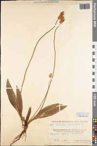 Plantago lanceolata L., Eastern Europe, North Ukrainian region (E11) (Ukraine)