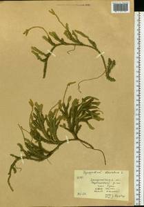 Lycopodium clavatum L., Eastern Europe, West Ukrainian region (E13) (Ukraine)