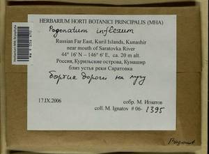 Pogonatum inflexum (Lindb.) Sande Lac., Bryophytes, Bryophytes - Russian Far East (excl. Chukotka & Kamchatka) (B20) (Russia)