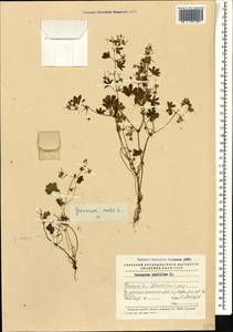 Geranium pusillum L., Caucasus, Azerbaijan (K6) (Azerbaijan)