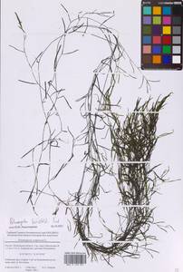 Potamogeton berchtoldii Fieber, Eastern Europe, Moscow region (E4a) (Russia)