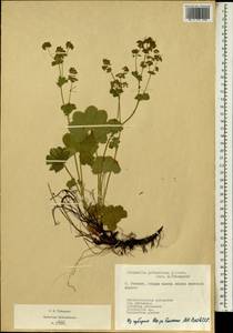 Alchemilla gibberulosa H. Lindb., Eastern Europe, Latvia (E2b) (Latvia)