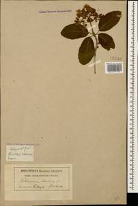 Viburnum lantana L., Caucasus, Stavropol Krai, Karachay-Cherkessia & Kabardino-Balkaria (K1b) (Russia)