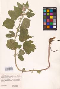 Althaea officinalis L., Eastern Europe, Lower Volga region (E9) (Russia)