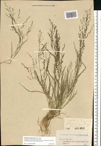 Eragrostis amurensis Prob., Eastern Europe, Volga-Kama region (E7) (Russia)