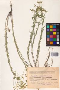 Euphorbia seguieriana Neck., Eastern Europe, Lower Volga region (E9) (Russia)