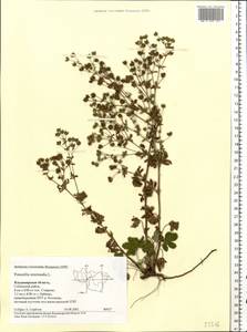 Potentilla intermedia L., Eastern Europe, Central region (E4) (Russia)