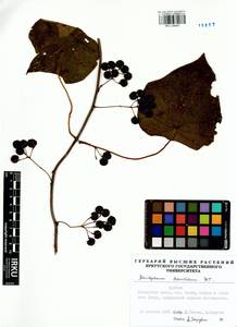 Menispermum dauricum DC., Siberia, Baikal & Transbaikal region (S4) (Russia)