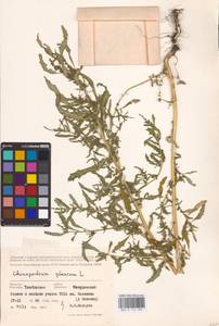 Oxybasis glauca (L.) S. Fuentes, Uotila & Borsch, Eastern Europe, Central forest-and-steppe region (E6) (Russia)