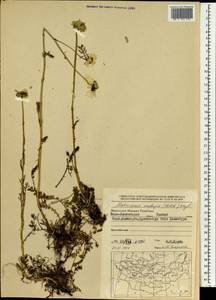 Tripleurospermum ambiguum (Ledeb.) Franch. & Sav., Mongolia (MONG) (Mongolia)