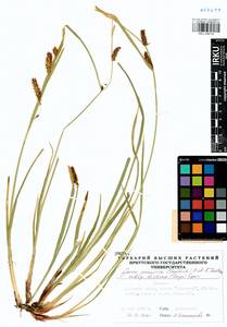 Carex pamirensis subsp. dichroa Malyschev, Siberia, Baikal & Transbaikal region (S4) (Russia)