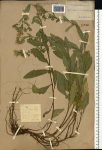 Aster amellus L., Eastern Europe, South Ukrainian region (E12) (Ukraine)