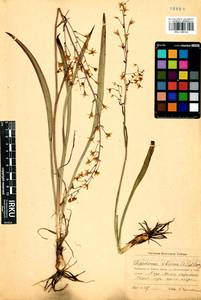Anticlea sibirica (L.) Kunth, Siberia, Baikal & Transbaikal region (S4) (Russia)