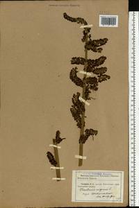 Veratrum nigrum L., Eastern Europe, North Ukrainian region (E11) (Ukraine)
