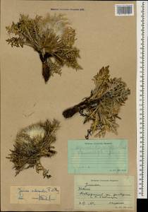 Jurinea moschus subsp. pinnatisecta (Boiss.) Greuter, Caucasus, Stavropol Krai, Karachay-Cherkessia & Kabardino-Balkaria (K1b) (Russia)