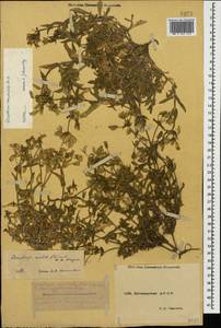 Cerastium multiflorum C. A. Mey., Caucasus, Dagestan (K2) (Russia)