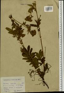 Potentilla longifolia Willd., Siberia, Western (Kazakhstan) Altai Mountains (S2a) (Kazakhstan)