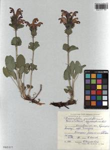 Dracocephalum grandiflorum L., Siberia, Altai & Sayany Mountains (S2) (Russia)