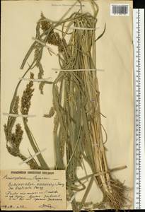 Echinochloa oryzoides (Ard.) Fritsch, Eastern Europe, Lower Volga region (E9) (Russia)