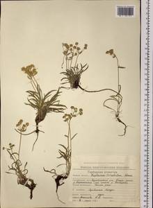 Bupleurum triradiatum Adams ex Hoffm., Siberia, Chukotka & Kamchatka (S7) (Russia)