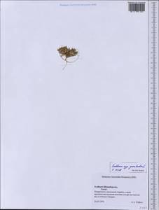 Cochlearia groenlandica L., Western Europe (EUR) (Svalbard and Jan Mayen)