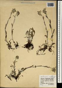 Leontopodium leontopodinum (DC.) Hand.-Mazz., Siberia, Baikal & Transbaikal region (S4) (Russia)